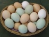 Chicken Broiler Hatching eggs Cobb 500/Ross 308 Grade A for sale